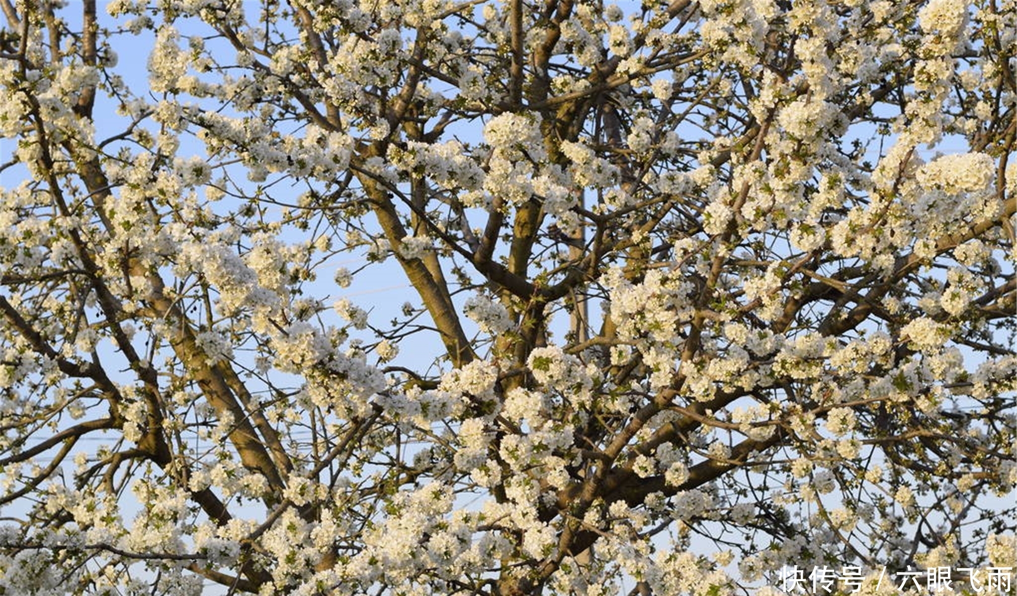 龙达|元稹樱桃花丽诗两首:樱桃花,一枝两枝千万朵,花砖曾立摘花人