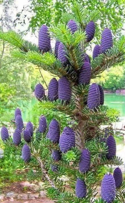 太美|松树开花,见过吗?太美了!