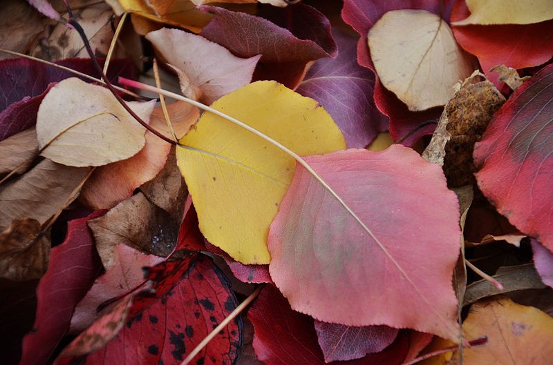 芬芳|秋日题诗46首:几只寒蝉鸣碧树，半池菡萏失芬芳