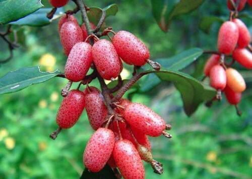 立冬后，三类食物别放过，改善睡眠，消除疲劳，助你健康