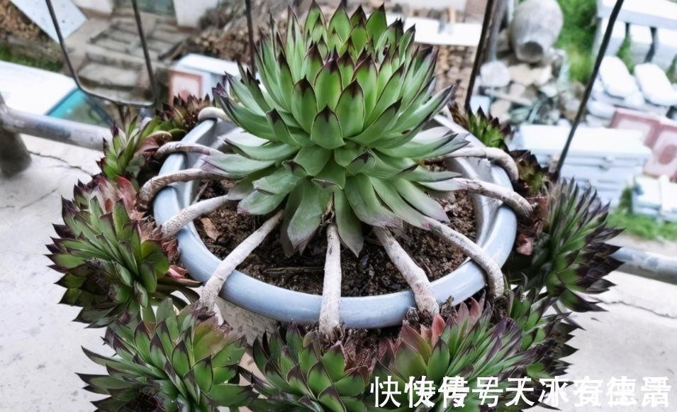 外行人|盆栽此款多肉，打理好这些，茎叶长得像莲花，一年四季都在开