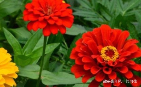 快要临近夏天,这3种花号称“热不死”,天越热花开的越旺