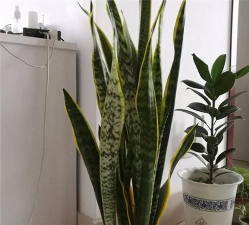 冬天养虎皮兰,土里埋点“生长素”,一到春天爆新芽