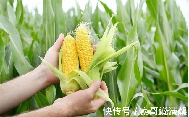 每天用玉米须泡水喝,坚持2个月,这4件