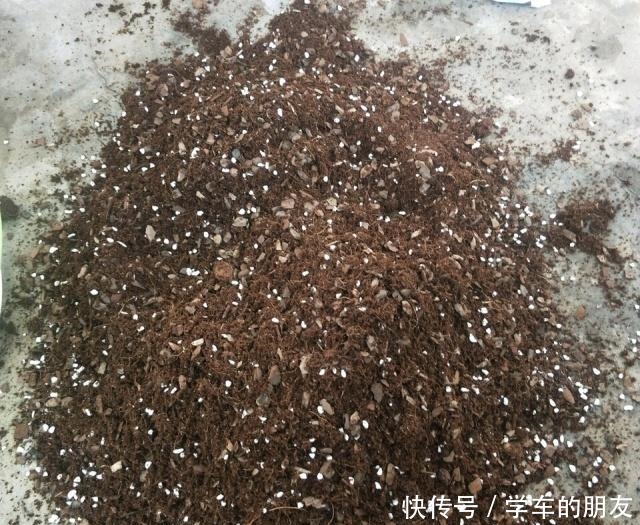 户外挖“2种土”养花，君子兰长得像“大白菜”，茉莉花“爆盆”！