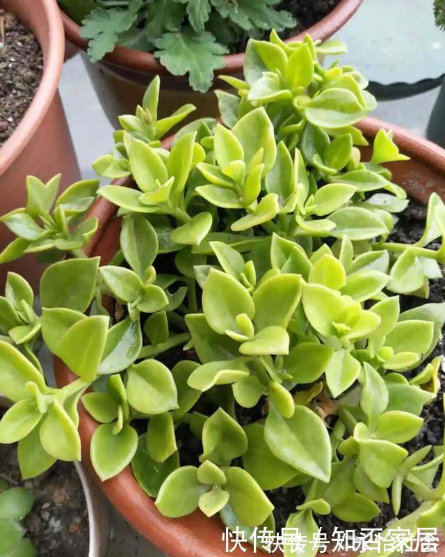 养花技巧：折腾不死的25种花，咋养都爆盆，懒人最适合