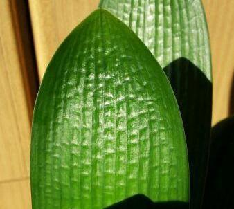 秋和冬|君子兰的叶片如何更加油亮肥厚呢,做到几点,君子兰让家居生辉