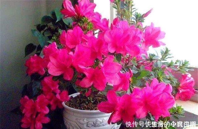 杜鹃花|这种花人称“花中西施”，一年四季花开不断，花朵又大多，太美了！