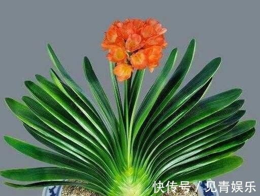 君子兰长得好,“养根”就行,看着肉质根呼呼长,枝头挂红花!