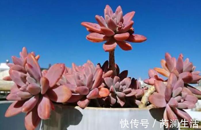 刚开始接触多肉选这“6种”,皮实耐养不易死,养出状态也很美!