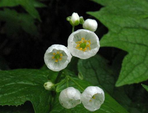 一种“隐身花”养家中,一沾水就大变样,观花又赏叶,还活血化瘀