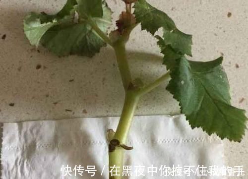 餐巾纸|家里常用的卫生纸，拿来养花原来有这奇效，大白根窜的止不住