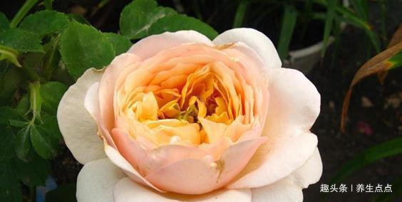 喜欢菊花,不如养盆“精品玫瑰”太子妃,一次开爆四季开花