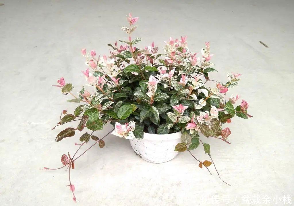 优雅灵动婉转清丽的花叶藤草,花叶络石这么养护,缤纷芳菲如彩蝶