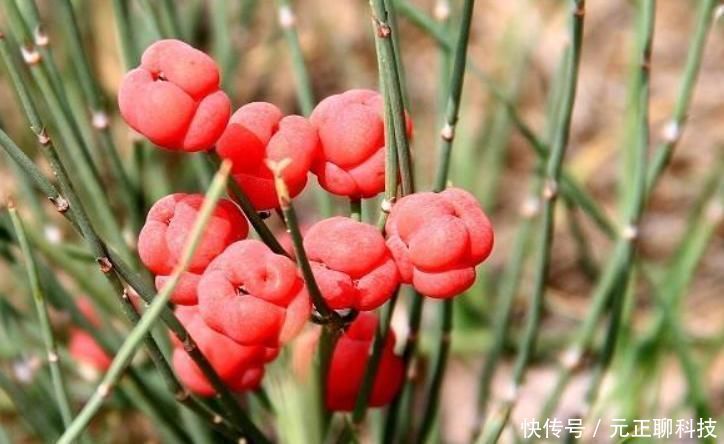 入药|此物人称“虎狼之药”，却也是中医常用之药，伤寒症非此药不能除