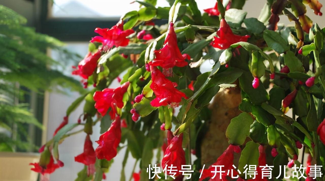 养花就养这些,养好了邻居也羡慕