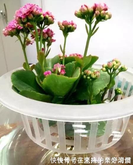 这4种花,剪个枝插水里,10天就生根,当下季节最佳