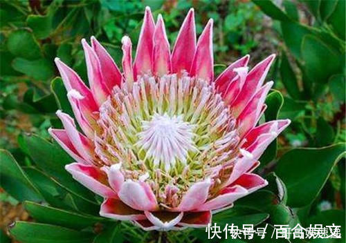 自然界|富丽堂皇的帝王花,这才是自然界的花中之王