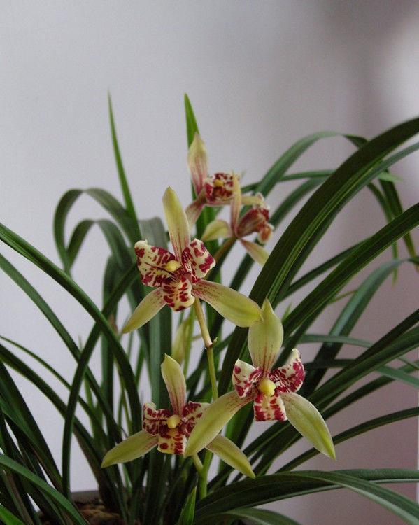  上瘾|4种花一养就上瘾，开花美丽，花香浓郁，真是太美了