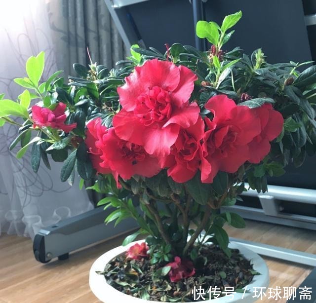 酸性|比牡丹还漂亮,人称“开花机器”,还是世界名花,放家里倍有面