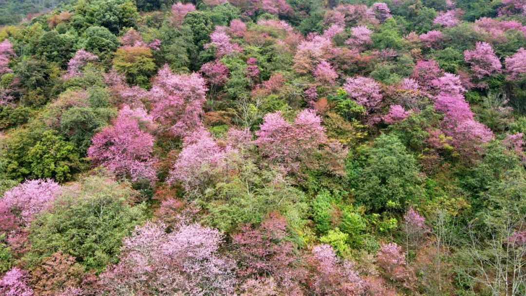 施甸：满山樱花，层林尽染