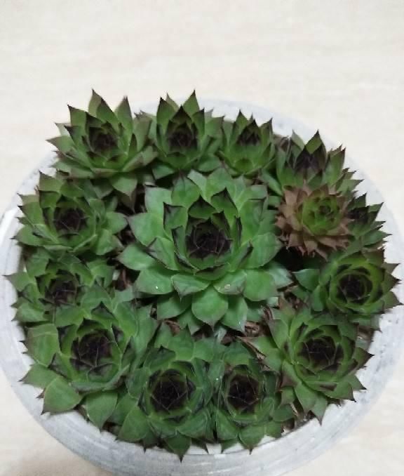 耐阴的吉祥兰,花开奇特,还有顶级的香味