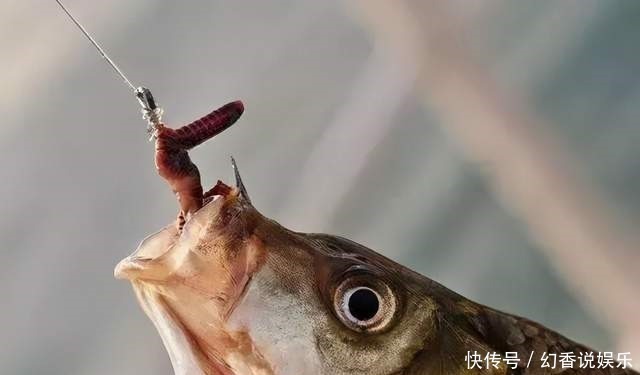 老鸟们|冬钓想要有鱼口,一动不如一静,冬钓想要有渔获,一静不如一动