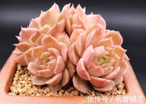 多肉昂斯诺怎么养教你3个小妙招,养出果冻色小清新的昂斯诺