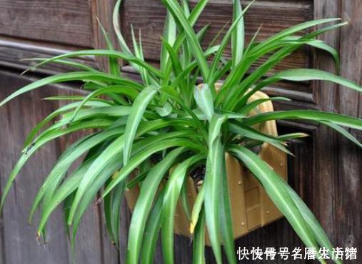 三角梅|家里养这4种绿植,春天一定要“理发”,长得枝繁叶茂,开花不断