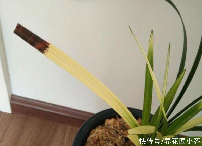 空根|兰花总“焦尖”怎么办?通过“2点”分析,找到原因才能叶子油绿