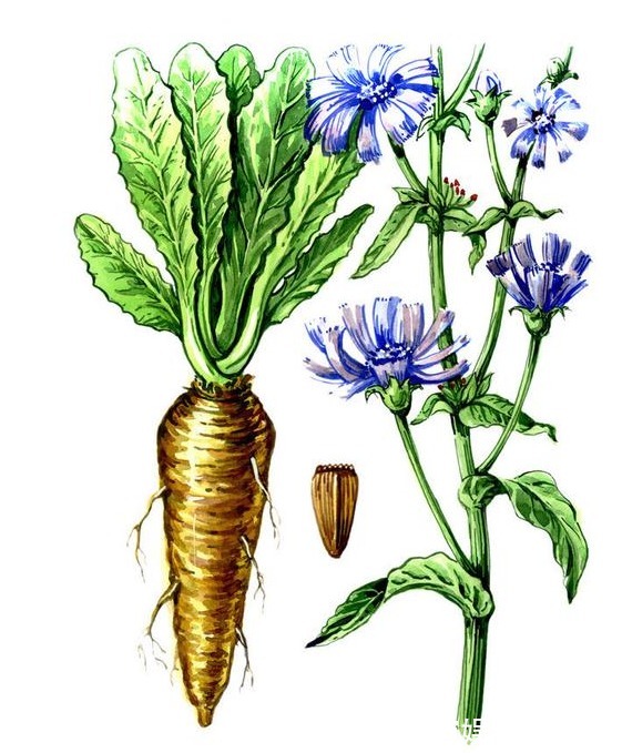 三种人|5岁小男孩,浑身起红疹,提醒蒲公英虽好,三种人要慎用