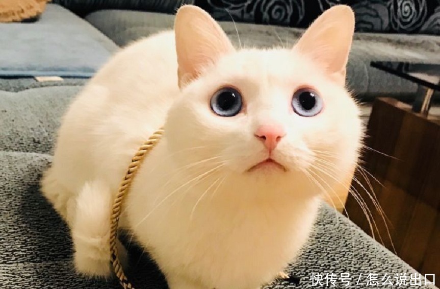 狸花猫是长毛还是短毛