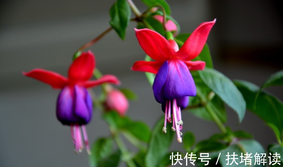 插穗|过完年最适合扦插繁殖的5种花卉掐根枝条扔土里就能很快爆盆!