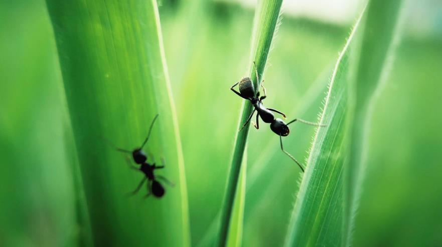 绿蚁|小学生读“绿蚁新醅酒”提出疑问,老师听完笑了,很多大人也不懂