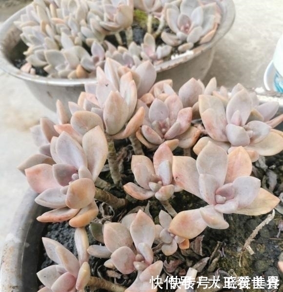 养棵冬美人,多肉界的“扛把子”,一长一大片,嗖嗖长成悬崖桩