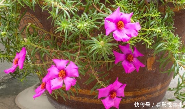 15种便宜花草,原以为很普通,没想到成为花园中的“颜值担当”!