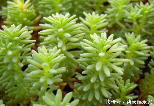 欧石楠|“精品玫瑰”自由精灵,温馨明亮,层叠梦幻,阳台养花必备!