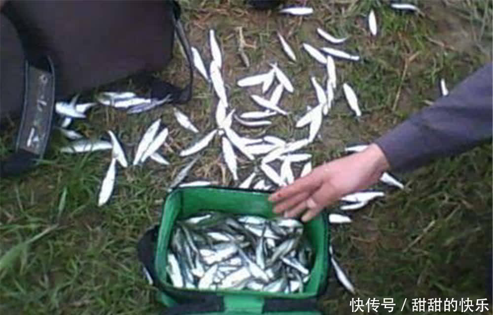 钓白条鱼要追求效率，这些方法可以“速刷”，半天十多斤，很过瘾