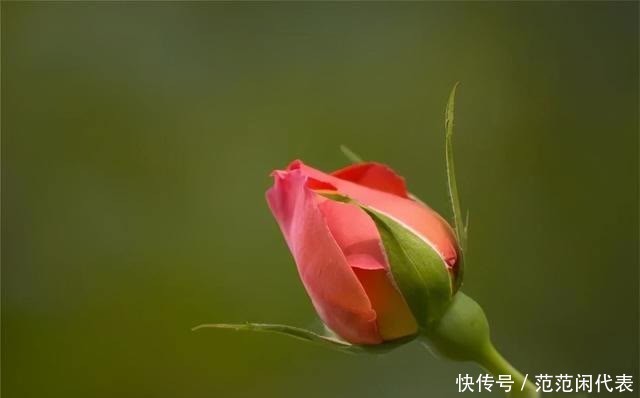 天狼说月季丨花苞透色了?别愣着呀,这些活你都做了吗