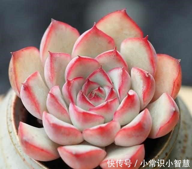 这三植物“少浇水”易泛滥成灾，越热生根越快，40℃也生机勃勃！