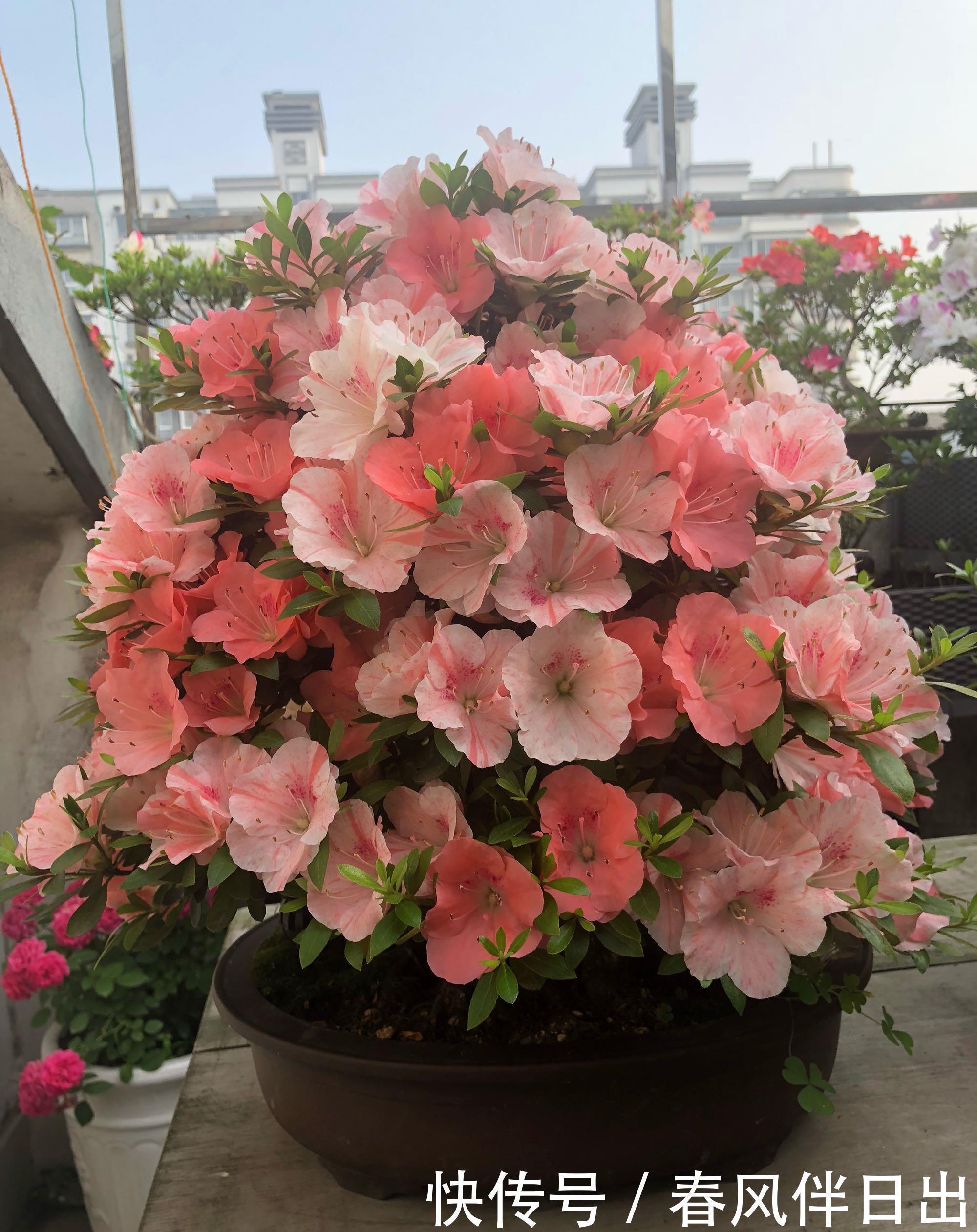 名花|中国十大名花之一,四季开花,观赏价值高,一花多色,漂亮又芳香