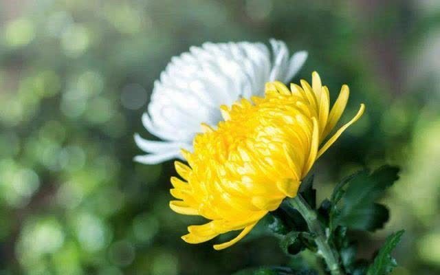 花草三不送,送了变“仇人”,这样看来,老祖宗的话,真的有道理