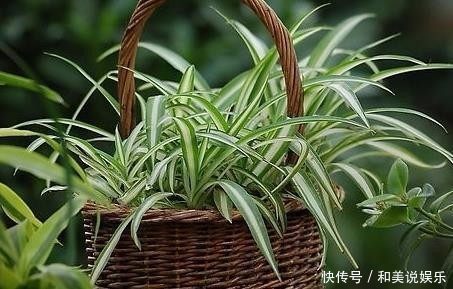 这5种植物，放置在家中百利而无一害！