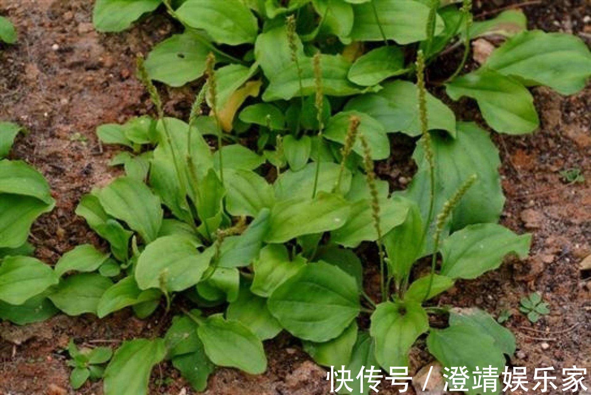 尿床草|农村一种“救命草”，食用价值很高，不仅能吃还能泡茶