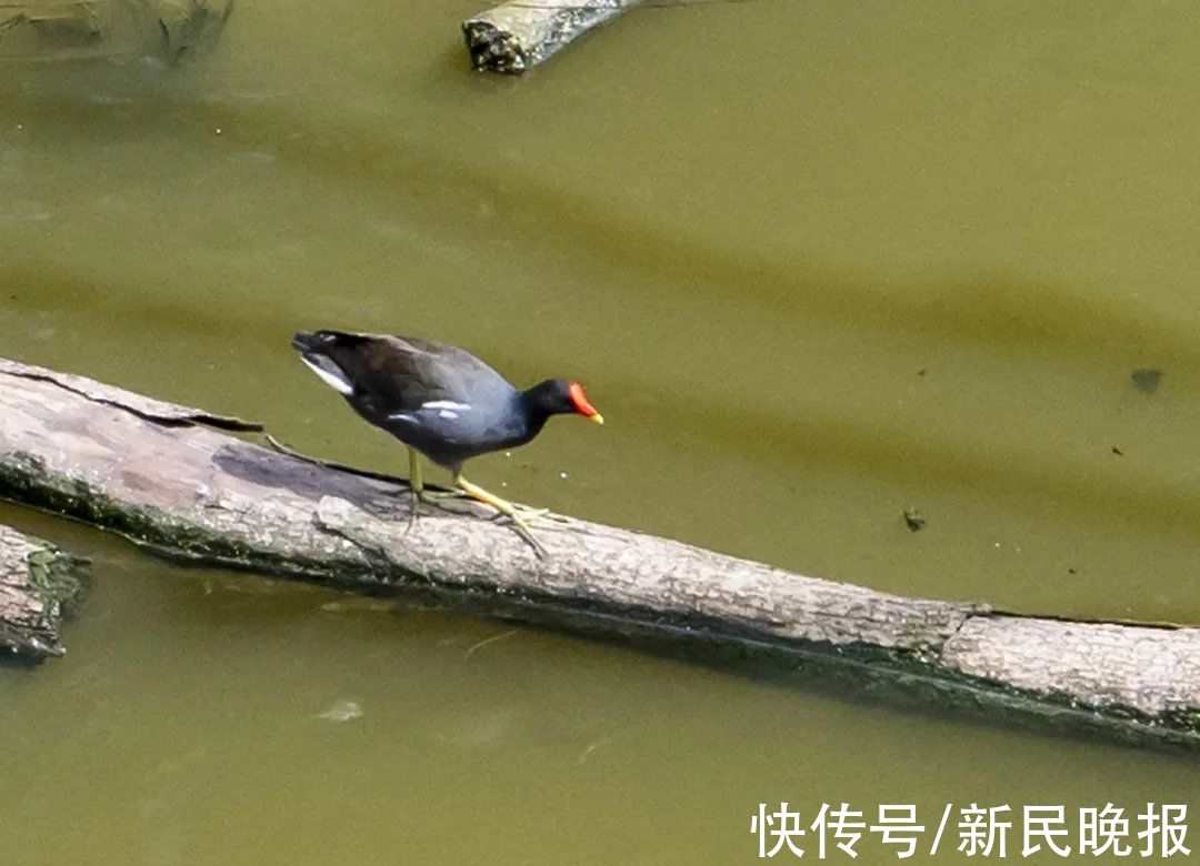 湿地|小学生写信保住校园边“云间湿地”，一群叔叔阿姨动足脑筋