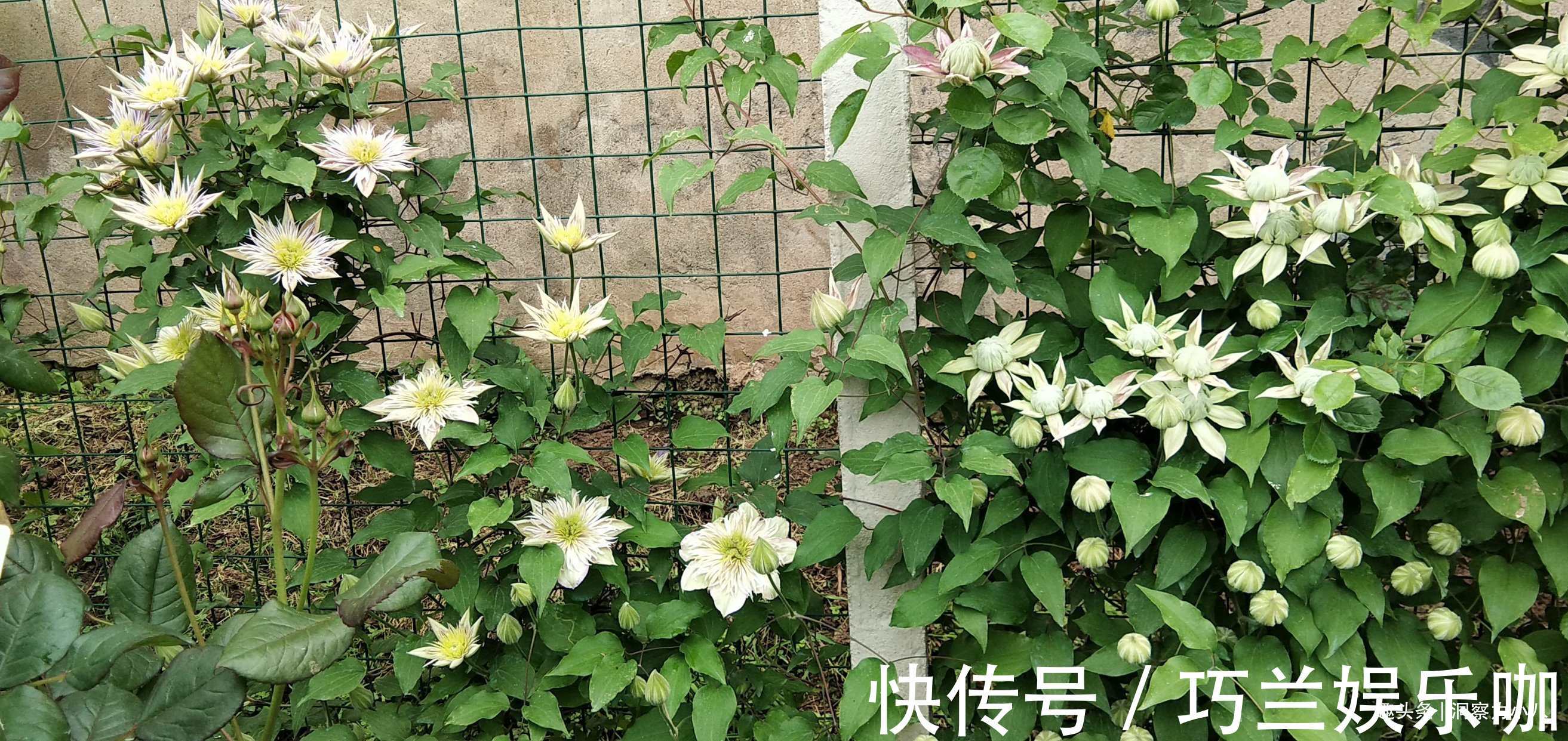 感染|四月养铁线莲,避开“三怕”撒欢长,次月顺着杆攀成“花帘子”