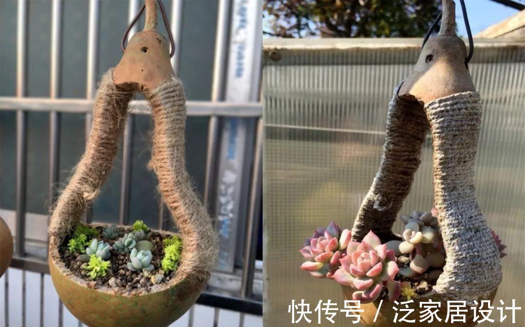 叶插|用葫芦种多肉，一养就是三年，邻居给钱都不卖