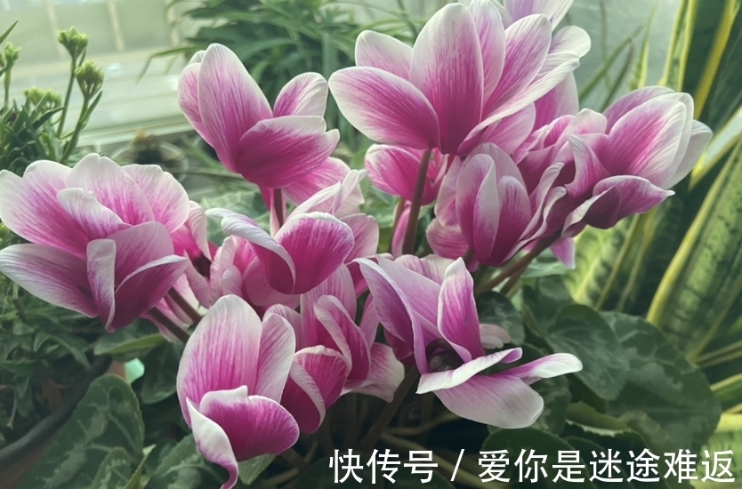 仙客来|4种花得旱养，浇水越多植物越危险，容易烂根