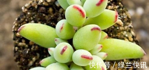 乒乓|5款多肉,都属于“福娘系”,家里养几盆,福气满满、十分可爱