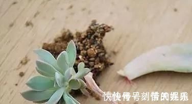 蟹爪兰|养花爱好者看过来这15种花现在“扦插”，生根快，一个周就长芽